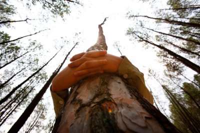 По данным Всемирного фонда дикой природы, защитные леса в стране занимают 283 миллиона гектаров. Фото: AP