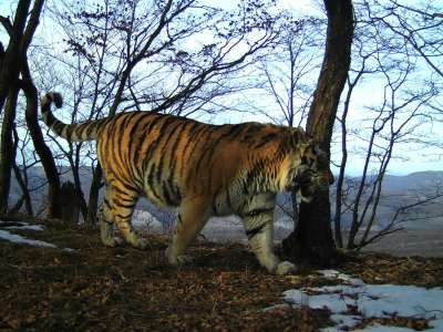 Тигр Тихон, снимок фотоловушки ФГБУ &quot;Земля леопарда&quot;