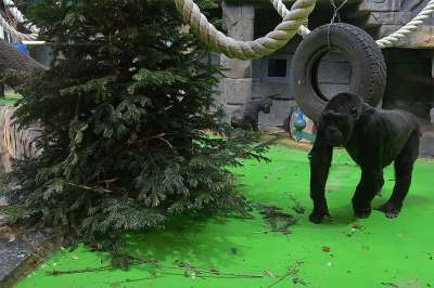 Зеленая елка в вольере горилл. Фото: Михаил ФРОЛОВ