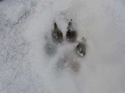 По данным министерства экологии и природных ресурсов региона, в 2018 году о нападениях волков на скот сообщали жители населенных пунктов