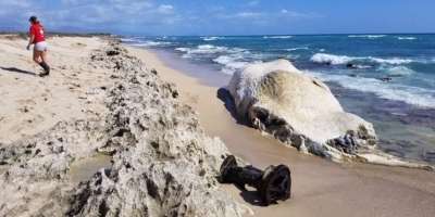 Туша мертвого кашалота возвращалась к берегу три раза. Фото: Hawaii DLNR