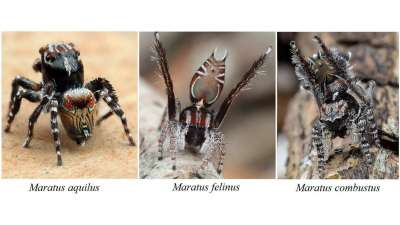 Это три новых вида пауков-павлинов&amp;#8203;.