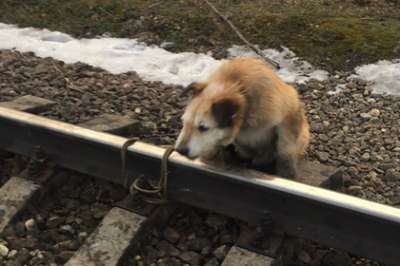 Фото: страница «Овчарка Лакки сбитая поездом» во «ВКонтакте»