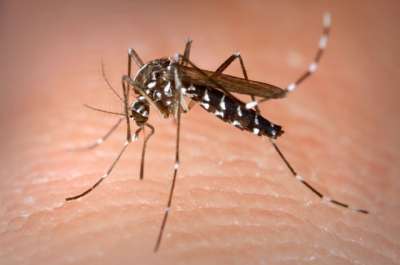 Aedes albopictus. Иллюстрация wikipedia