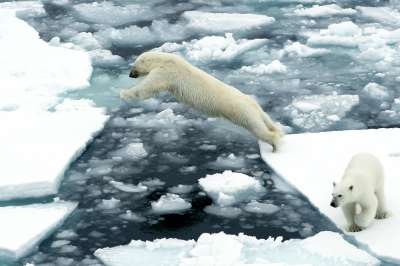 Популяция белого медведя в Арктике перестала снижаться. Фото: РИА новости www.ria.ru