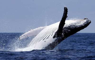 Горбатый кит. Фото EPA/JOSE JACOME