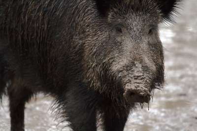 От благополучия диких свиней зависит охотничье хозяйство региона.