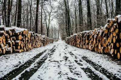 По словам полпреда президента в СФО Сергея Меняйло, наибольший ущерб зафиксирован от незаконной вырубки леса