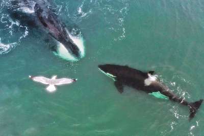 Редкое фото: извечные противники - гренландский кит и косатка - столкнулись нос к носу. К счастью, разошлись мирно. Фото: Михаил КОРОСТЕЛЕВ