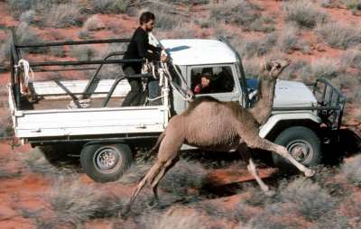 © AP Photo/Central Australian Camel Industry Association