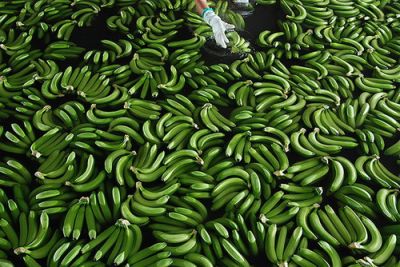 Как выращивают и собирают бананы в Коста-Рике...