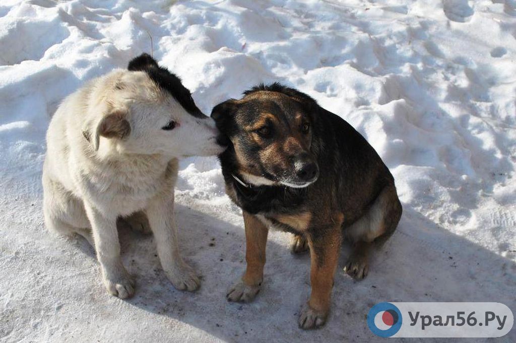 Бродячие собаки. Фото: ural56.ru.