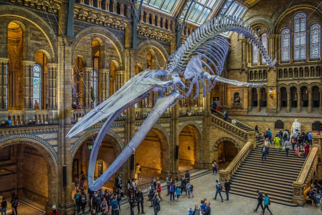 Скелет синего кита — крупнейшего животного из живущих на Земле. Фото: elRoce / Shutterstock.com.
