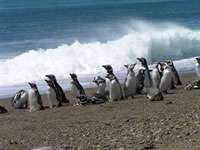 Магеллановы пингвины на отдыхе (фото: E.Skewgar)