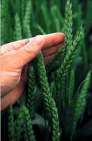 В Италии проросла пшеница. Фото с сайта www.lbr.ru