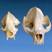 Слева череп древней \"протопанды\", справа - современной панды (фото CAS).