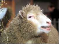 Первенец клонирования, овечка Долли, появилась на свет 10 лет назад