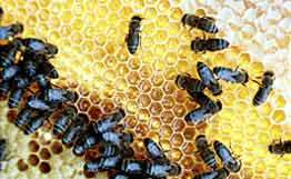 Соединенным Штатам угрожает &quot;пчелиный грипп&quot;. Фото: РИА Новости