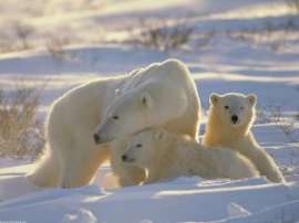 Экологи решили привлечь жителей Таймыра к охране и сохранению популяции белых медведей. Фото: АМИ-ТАСС