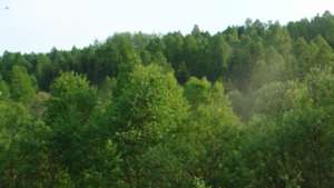 Прокуратура требует запретить вырубку деревьев в заказнике под Анапой. Фото: РИА Новости