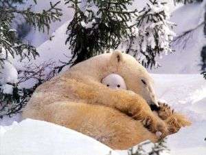 &quot;Медвежий патруль&quot; будет искать берлоги белого медведя на Чукотке. Фото: АМИ-ТАСС