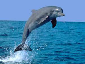 Дельфин. Фото: http://www.aquadive.ru