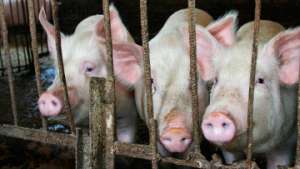 Египетские фермеры призывают власти отказаться от забоя свиней. Фото: РИА Новости