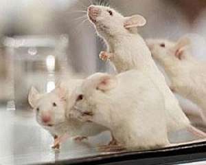 Лабораторные мыши. Фото: http://podrobnosti.ua