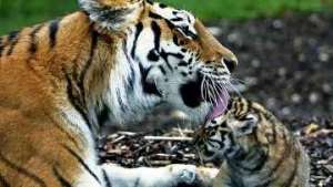 WWF России обеспокоен возможностью заражения тигров в Приморье чумой. Фото: РИА Новости