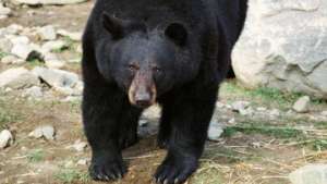 Дикий медведь напал на туристов в Японии, пострадали 9 человек. Фото: РИА Новости
