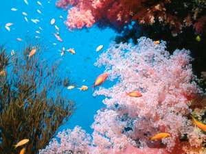 Кораллы. Фото: http://goegypt-ru.1gb.ru/