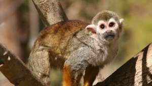 Глобальное потепление климата угрожает исчезающим видам обезьян. Фото: РИА Новости