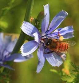 Пчела. Фото с сайта http://www.newscientist.com