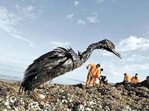 Птица, пострадавшая от разлива нефти. Фото: http://nordeurope.kp.ru