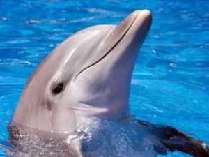 Дельфин. Фото с сайта hitech-dolphin.com