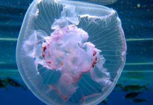 Тропическая медуза. Фото: http://www.mk.ru