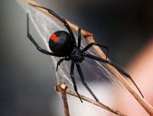 Австралийский красноспинный паук. Фото: http://science.compulenta.ru