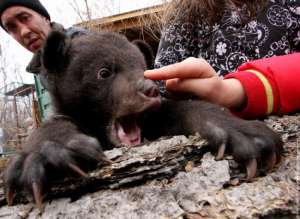 Гималайский медвежонок. Фото: http://bm.img.com.ua