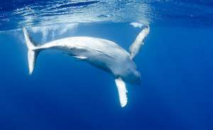 Горбатый кит (фото oceangrant).