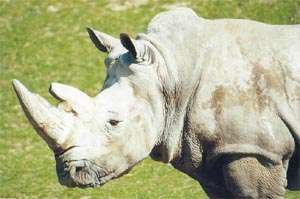 Белый носорог. Фото: http://www.floranimal.ru