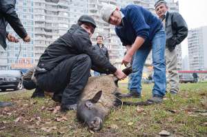 Жертвоприношение баранов в Курбан-байрам. Фото: http://nnm.ru