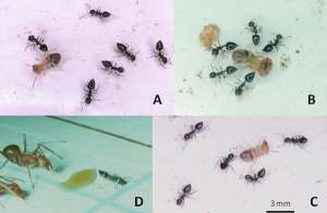 Муравьи Crematogaster striatula с термитами и более крупными муравьями-конкурентами (фото авторов исследования).