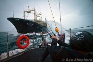Атака японского китобоя. Фото: http://blogspot.com