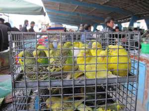 Птичий рынок. Фото: http://www.flickr.com