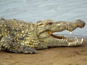 Крокодил. Фото: http://namambe.ru