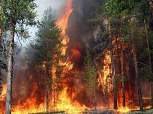 Лесной пожар. Фото: http://www.trend.az