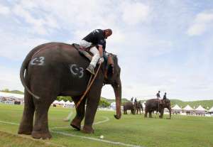 Поло на слонах. Фото: http://mn.ru