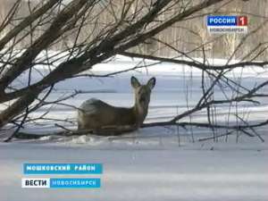 Из-за глубокого снега в лесах Новосибирской области гибнут косули. Фото: Вести.Ru