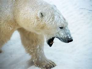 Белый медведь. Фото: http://www.tepid.ru