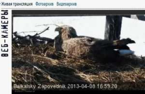 Байкальский заповедник запустил птичье реалити-шоу. Фото с сайта заповедника